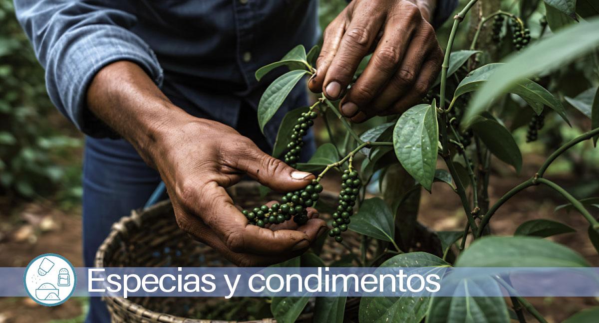 Especias y condimentos: los desafíos del clima y la adulteración