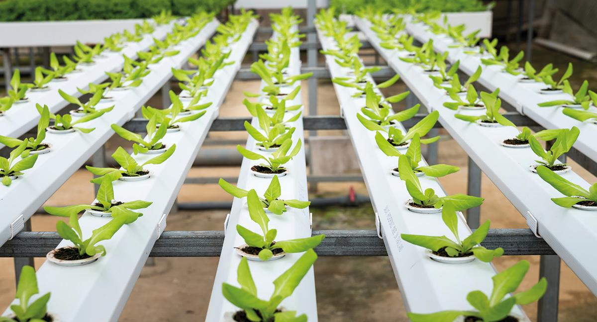 Agricultura destina 6 millones más al programa de innovación alimentaria Agroinnpulso