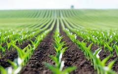 El potencial “transformador” de la biotecnología para la innovación alimentaria y la protección del suelo