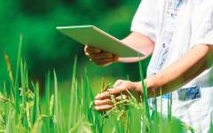 Beneo se suma a un proyecto internacional para impulsar el cultivo sostenible de arroz