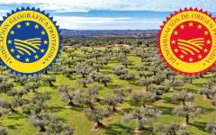 Nuevas DOP Aceite de Somontano e IGP Aceite de Menorca