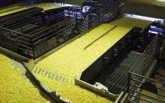 Eficiencia de una línea de Key Technology (CIMA) en una procesadora de patatas