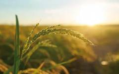 Innovación alimentaria, bioprocesos y otras soluciones biotecnológicas para la transición verde