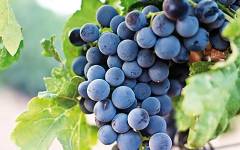 Soluciones analíticas de BioSystems para un control más preciso en la industria del vino