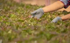 La biotecnología y la agricultura regenerativa impulsan prácticas más sostenibles y resilientes