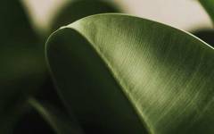 Vegetales destaca 6 tendencias que definen el futuro del sector plant-based en 2026