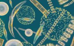 Multiply, un proyecto europeo para desarrollar ingredientes o envases a partir de microalgas