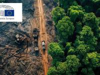 La aplicación de la ley contra la deforestación, aplazada por el Parlamento Europeo