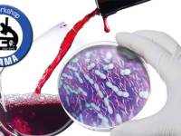 Alteraciones microbiológicas en vino y cava: quiénes las producen y cómo detectarlas