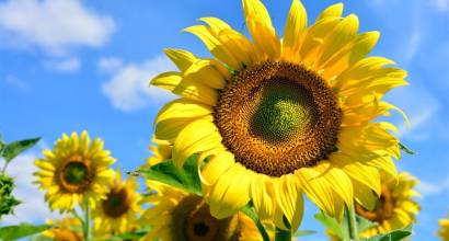 Faravelli amplía su catálogo de ingredientes funcionales con <i>Sunvasterol</i>™, de Kensing
