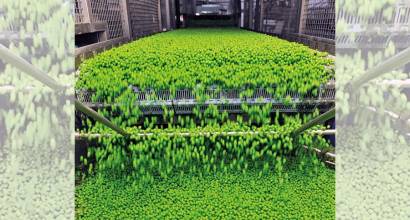 Findus: “Los alimentos congelados ofrecen conveniencia, sabor, nutrición y reducción del desperdicio”