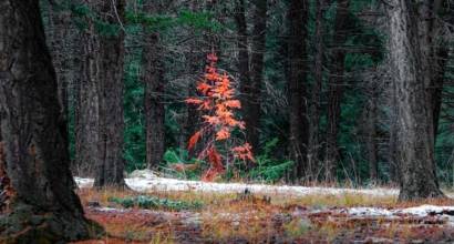 Contaminación cruzada: impacto y tendencias en el control preventivo de la inocuidad de alimentos