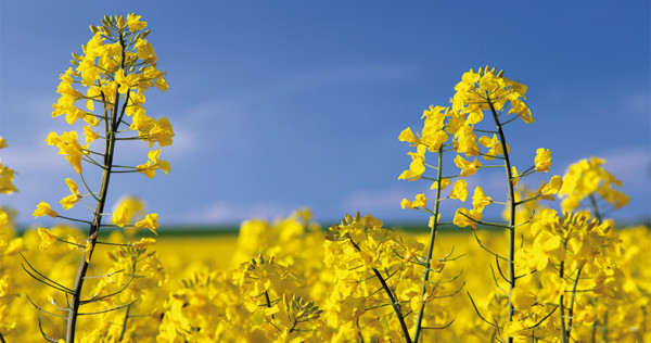 Alfa Laval compra Desmet para reforzar su posición en aceites vegetales