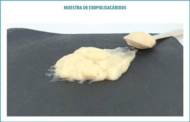 Exopolisacáridos: una alternativa clean label al gluten 
