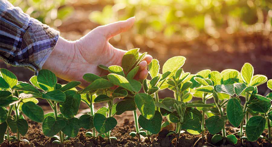 Elian Barcelona se incorpora a la asociación de empresas Vegetales