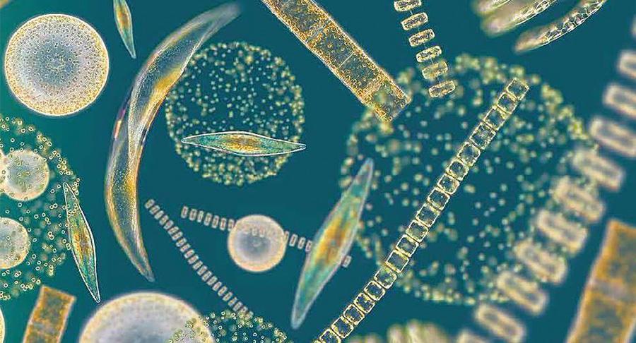 Multiply, un proyecto europeo para desarrollar ingredientes o envases a partir de microalgas