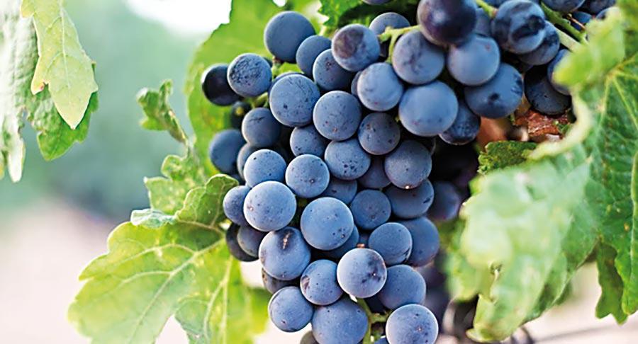 Soluciones analíticas de BioSystems para un control más preciso en la industria del vino