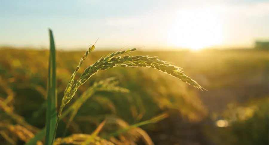 Innovación alimentaria, bioprocesos y otras soluciones biotecnológicas para la transición verde