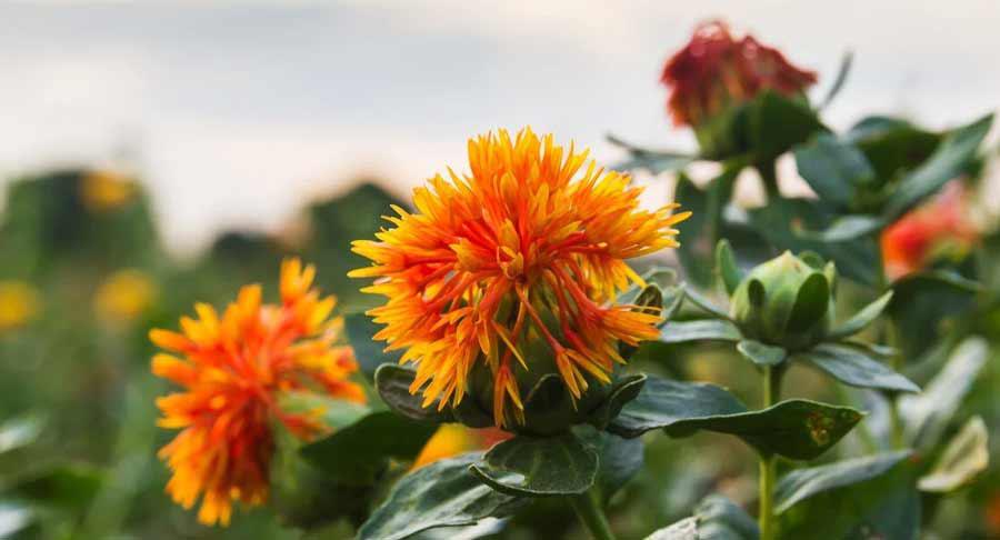 Plant-Ex convierte los retos en el sector de colorantes en oportunidades de innovación