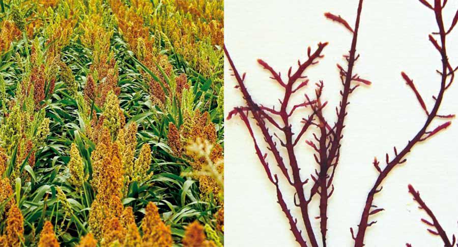 Así se fabrica un envase biodegradable a partir de harinas y algas