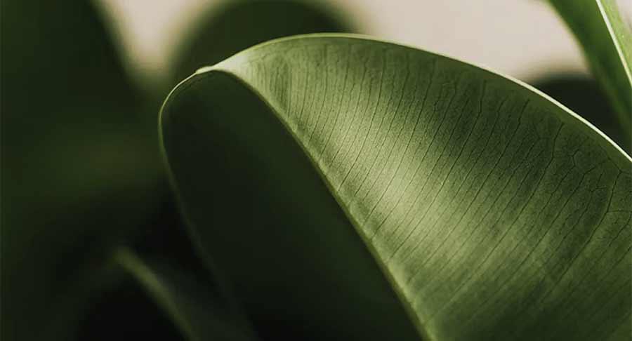 Vegetales destaca 6 tendencias que definen el futuro del sector plant-based en 2026